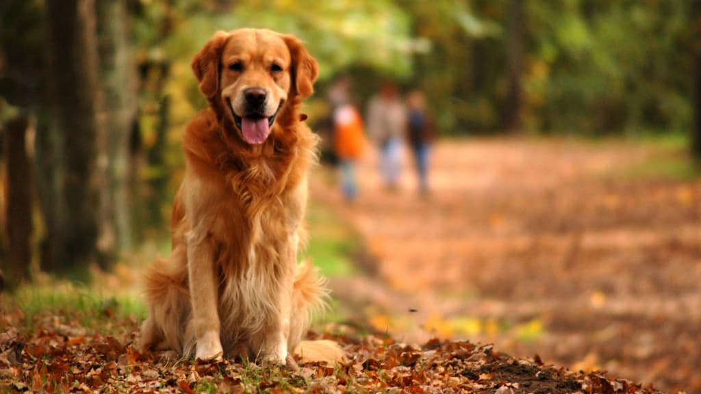 Dog Park - Dronninglund Nature Park