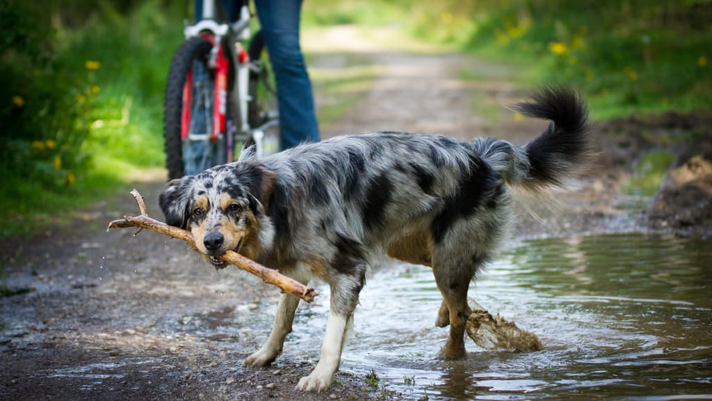 Dog Park - Dronninglund Nature Park
