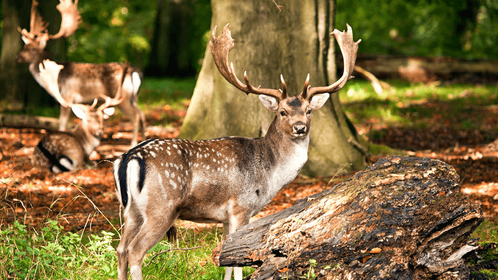 Hirsch, Haderslev Wildgehege