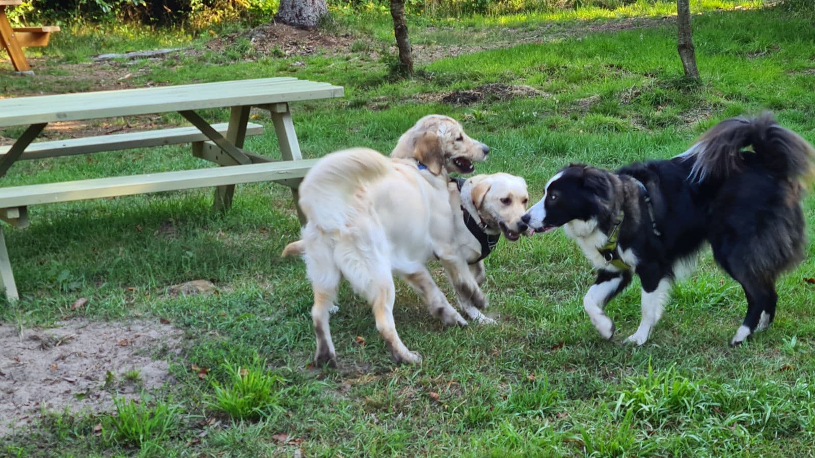 Løkken Dog Park