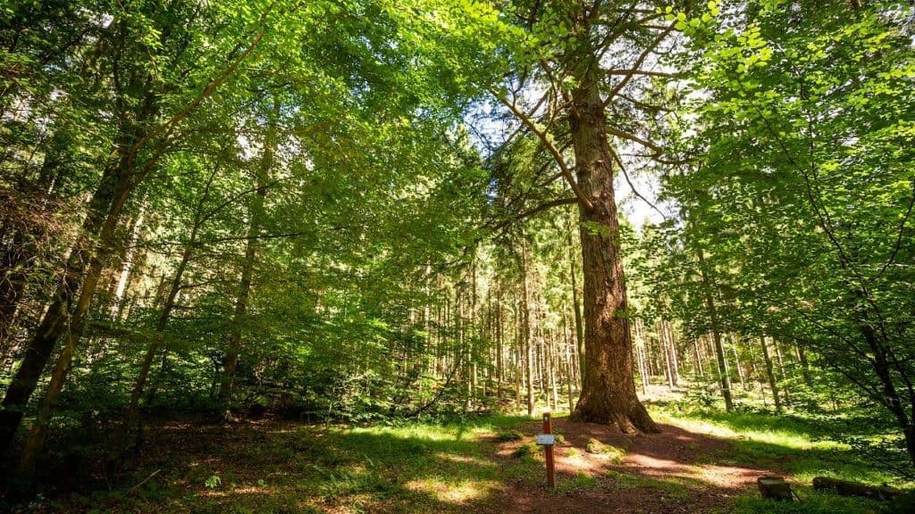 The Forest Supervisor’s Douglas Fir