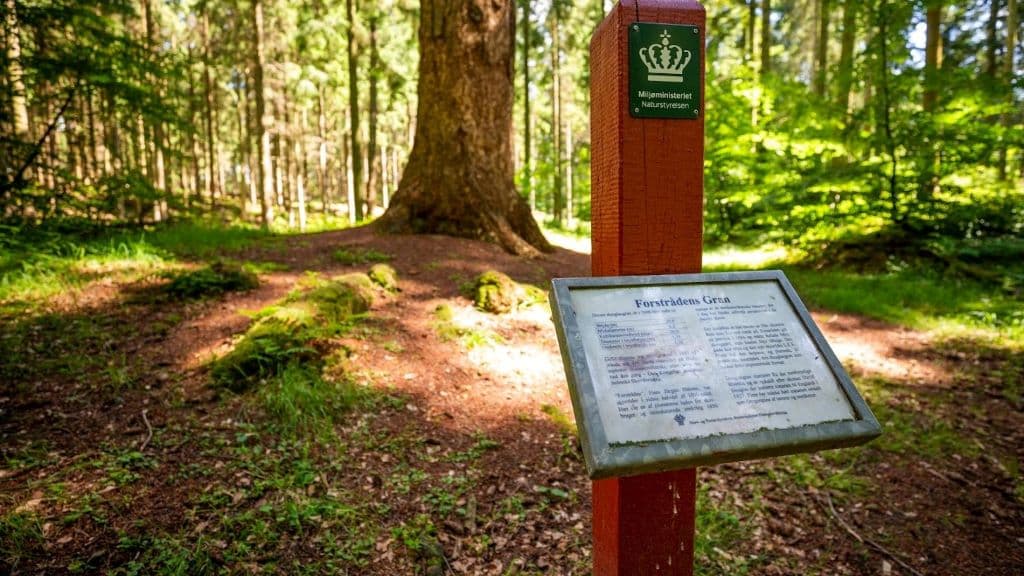 The Forest Supervisor’s Douglas Fir