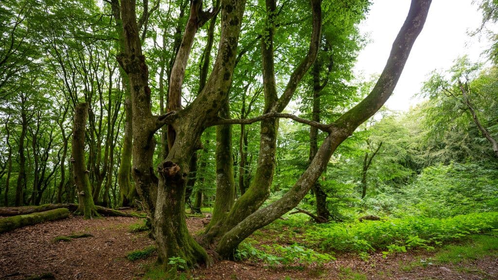 The "Eye" Tree