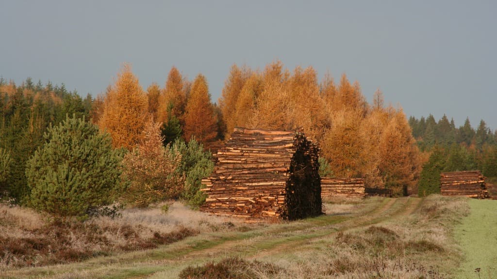 The dune landscape Vrads Sande