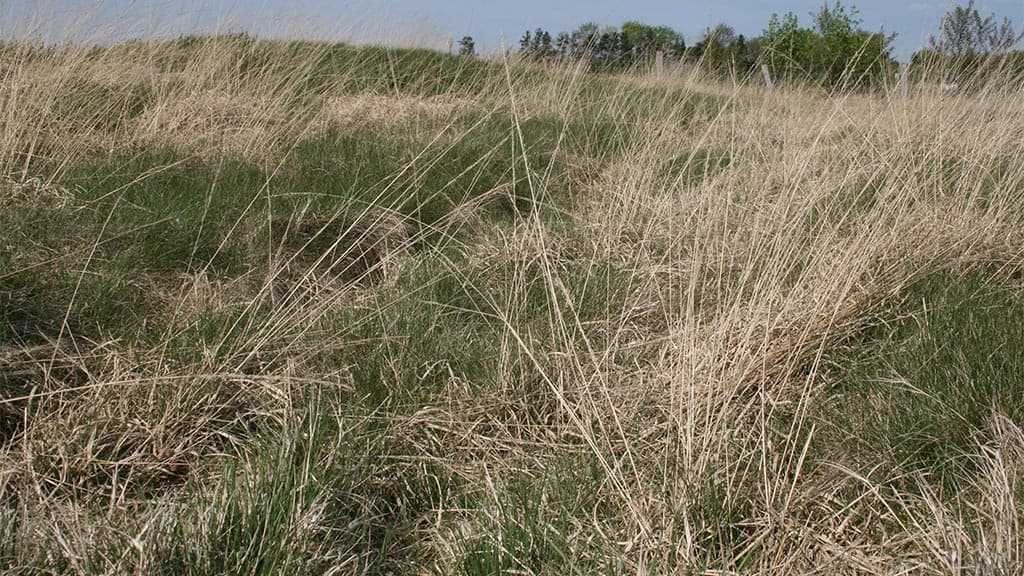 A preserved section of the Ancient Road, Bække