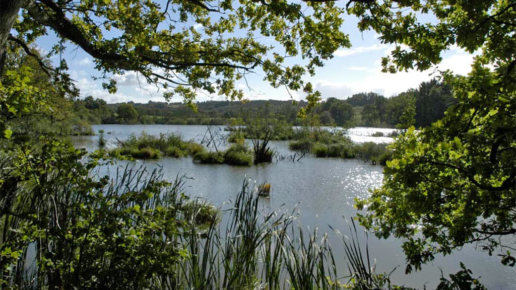 Vingsted lake