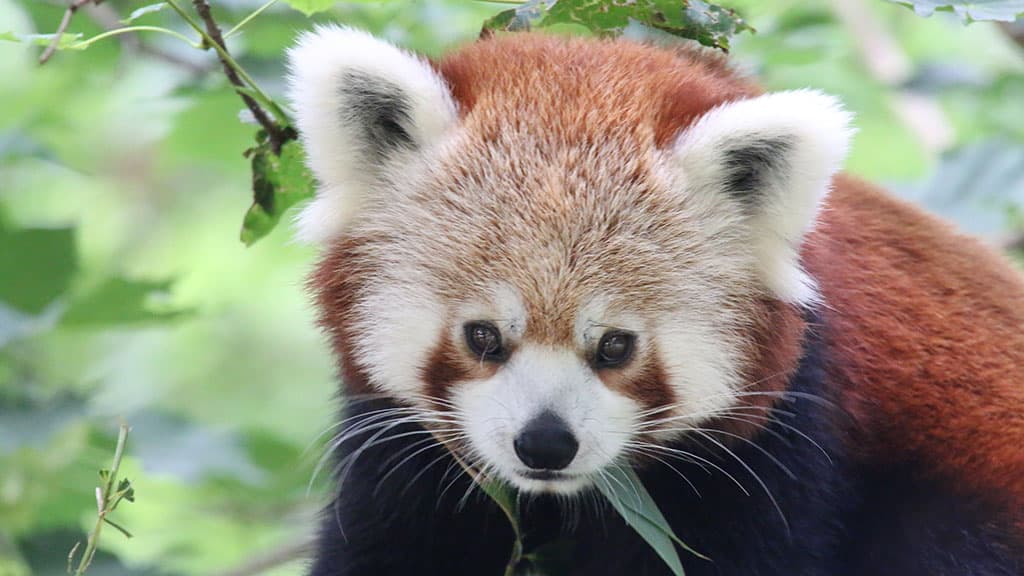 Aalborg Zoo