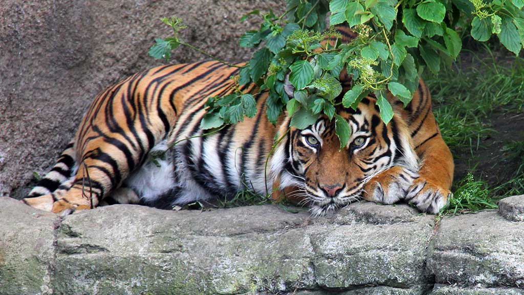 Aalborg Zoo