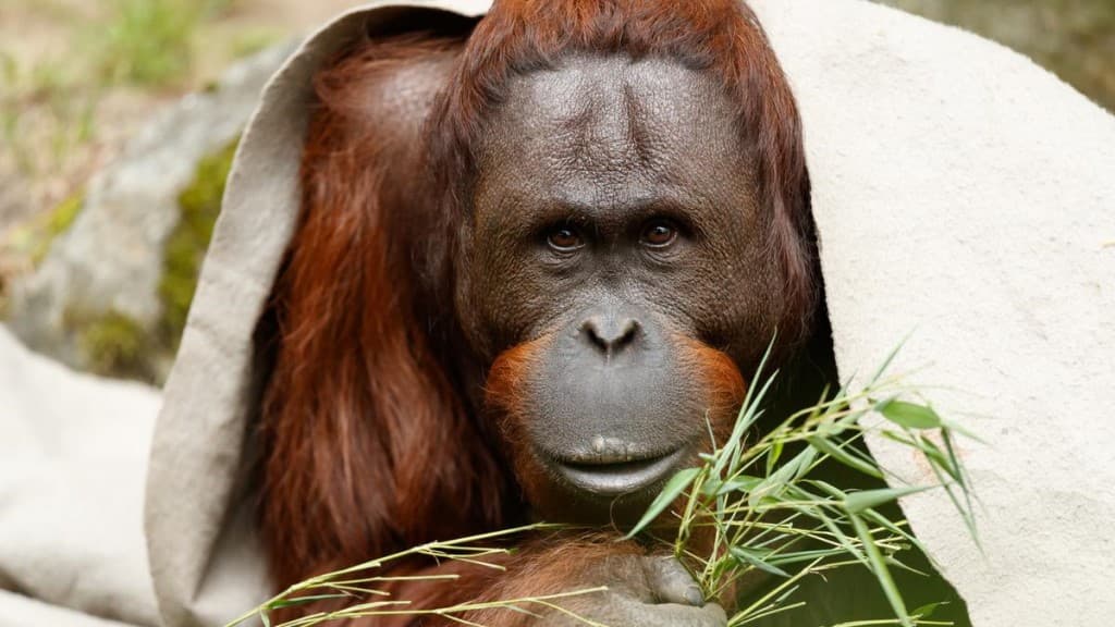 Aalborg Zoo