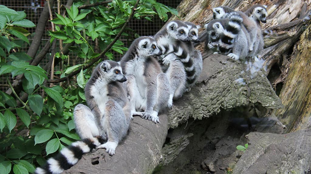 Aalborg Zoo