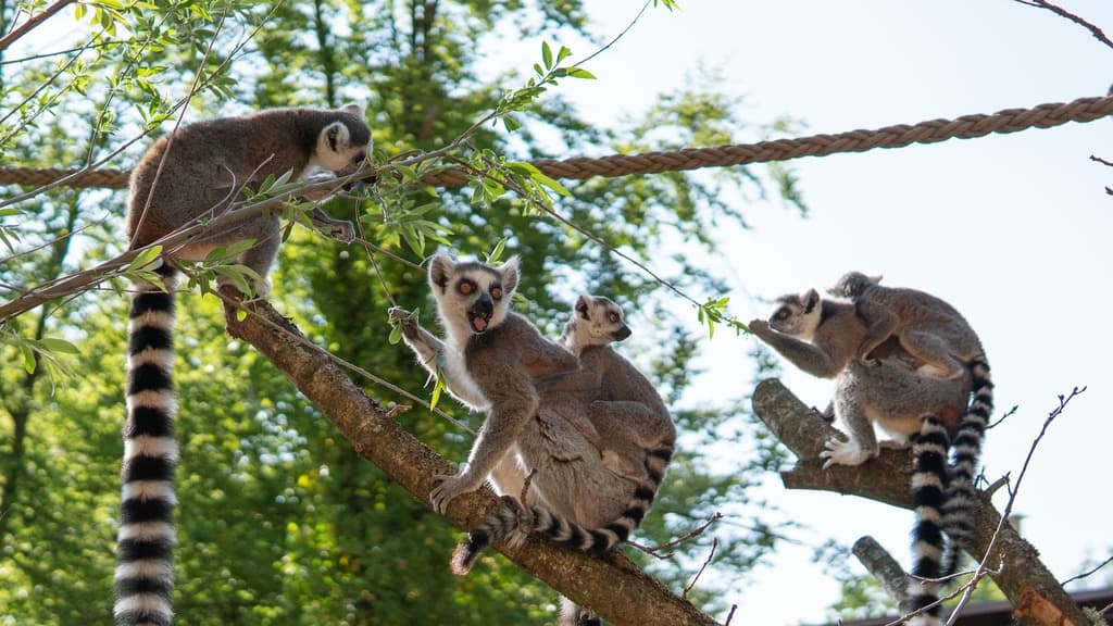 Aalborg Zoo