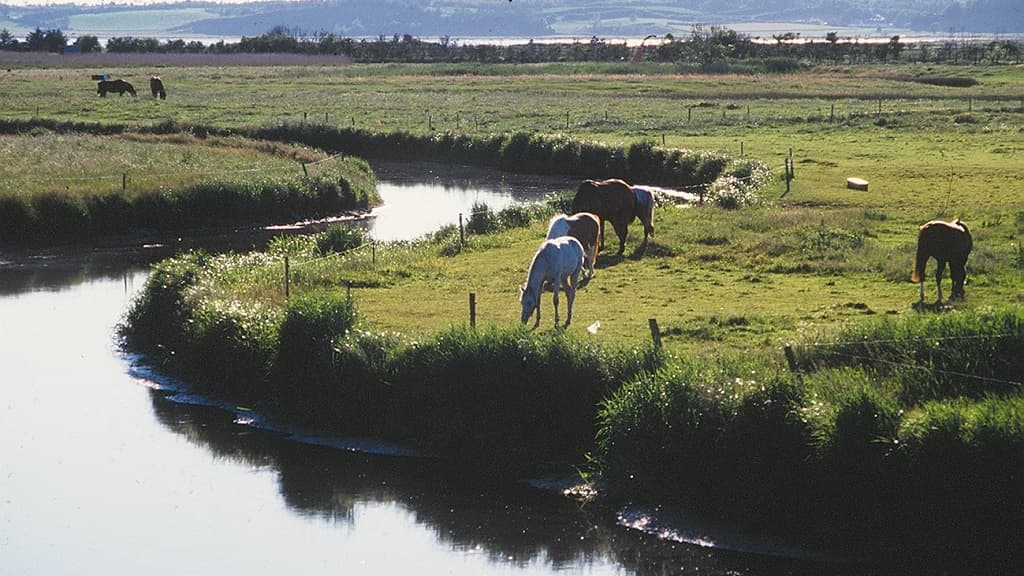 Angeln im Lerkenfeld Å (Bach)