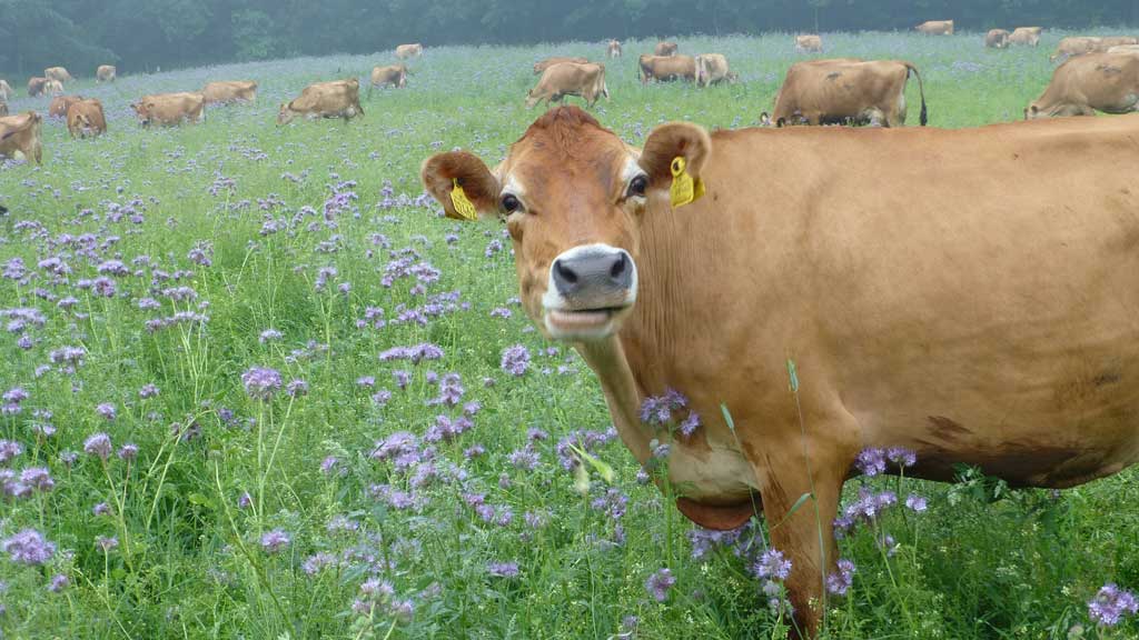 Gyvelborg Øko-camping & Gårdbutik (Gyvelborg organic camping and farm shop)